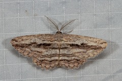 Scioglyptis chionomera