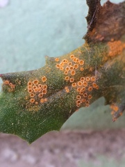 Puccinia lagenophorae