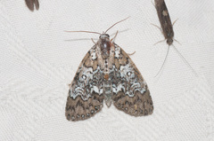 Cerma cora