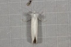 Schoenobiinae