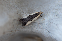 Dichomeris inserrata