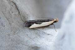 Dichomeris inserrata