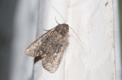 Apamea indocilis
