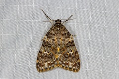 Parelictis saleuta