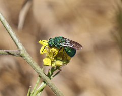 Parnopes edwardsii