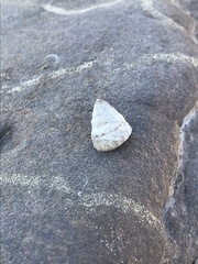 Bembicium
