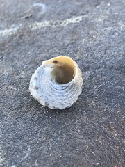 Bembicium