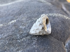 Bembicium
