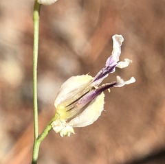 Streptanthus glandulosus secundus