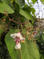Catalpa bignonioides