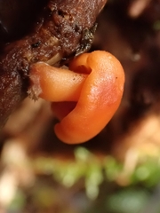 Macrocystidia
