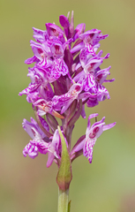 Dactylorhiza praetermissa junialis