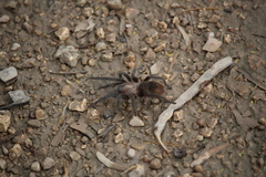 Aphonopelma anax