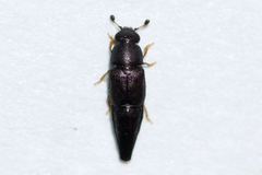 Conotelus obscurus