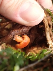 Macrocystidia