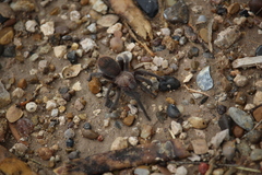 Aphonopelma anax
