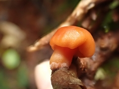 Macrocystidia