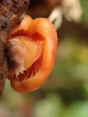 Macrocystidia