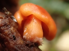 Macrocystidia