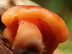 Macrocystidia