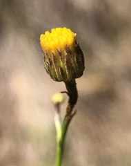 Erigeron reductus angustatus