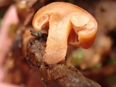 Macrocystidia