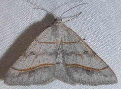 Digrammia neptaria