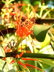 Psittacanthus pinicola