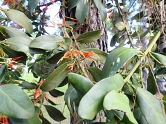 Psittacanthus pinicola