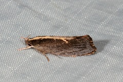 Archaereta dorsivittella