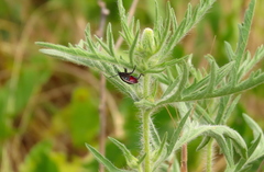 Apateticus marginiventris