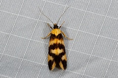 Tanyzancla argutella