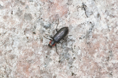 Placopterus thoracicus