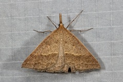 Epidesmia hypenaria