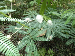 Zapoteca portoricensis