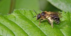 Andrena fulvida