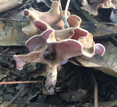 Trogia cantharelloides