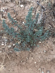 Halogeton glomeratus
