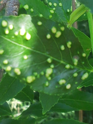 Ash Bead Gall Mite