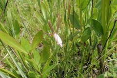 Cleistesiopsis oricamporum