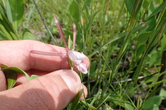 Cleistesiopsis oricamporum