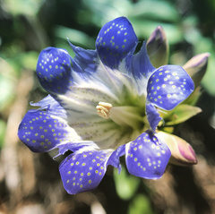 Gentiana affinis ovata