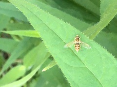 Toxomerus marginatus