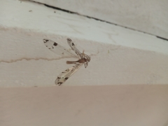 Dendroleon pantherinus