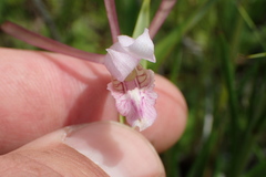 Cleistesiopsis oricamporum
