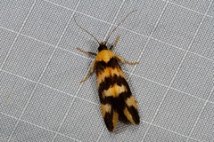 Tanyzancla argutella