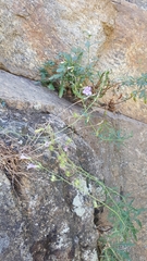 Penstemon triphyllus