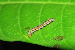 Palpita flegia