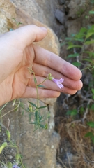 Penstemon triphyllus