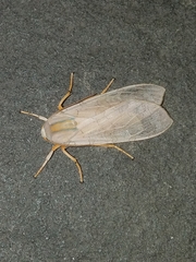 Halysidota tessellaris